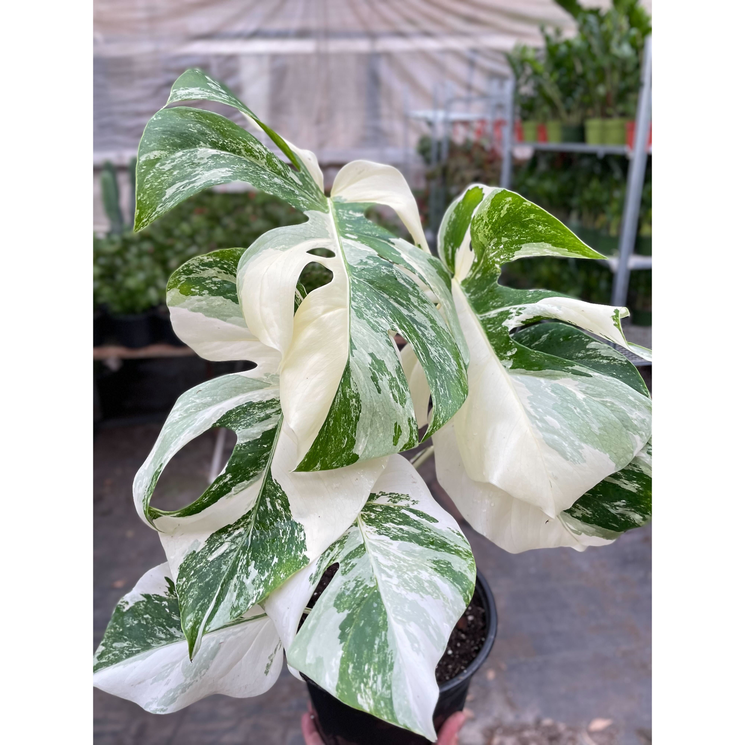 Monstera