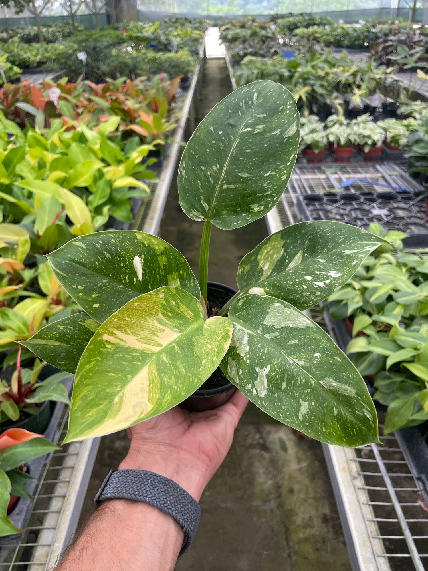 Philodendron